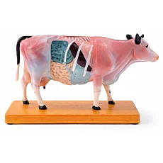 Anatomický model kravy z mäkkého vinylu