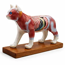 Akupunktúrny anatomický model mačky z vinylu s podstavcom 