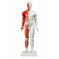 Anatomická akupunktúrna figurína muža so svalstvom