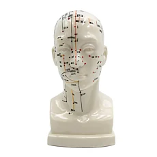 Anatomický model hlavy s meridiánmi - 22 cm