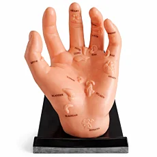 Akupunktúrny model ruky s orgánmi a podstavcom - 20 × 12 cm