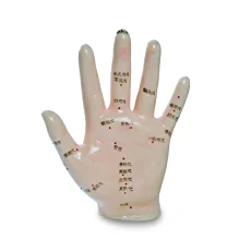Meridiánový model ruky - 13 cm