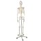 Kostra človeka v životnej veľkosti, anatomický Model, 1:1,180 cm